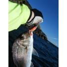 Chomp Fish May 12 004